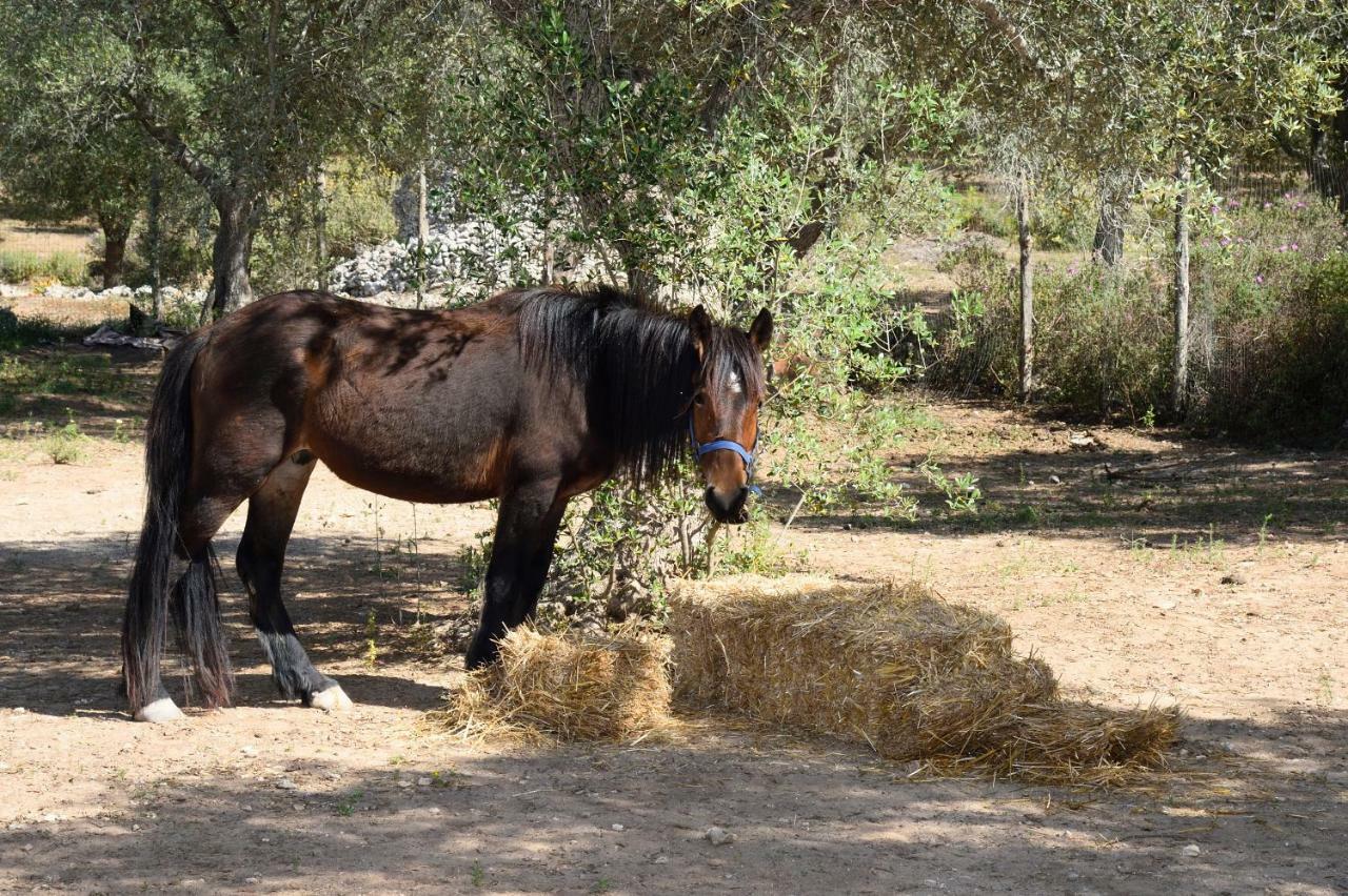 Le Palombelle Casa Vacanze Otranto Zewnętrze zdjęcie